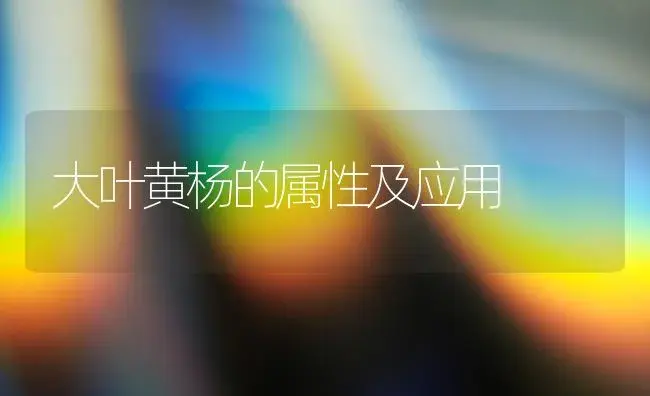 大叶黄杨的属性及应用 | 植物知识
