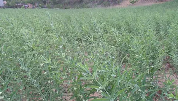 黄精栽培技术 黄精的种植时间与方法