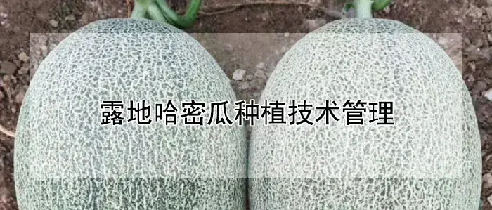 露地哈密瓜种植技术管理