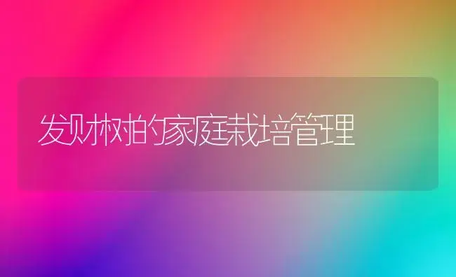 发财树的家庭栽培管理 | 植物科普