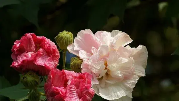 木芙蓉花怎么养 木芙蓉花养殖方法与注意事项