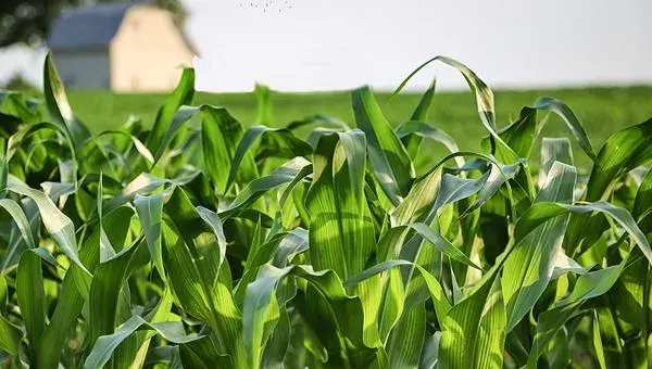 2018种玉米赚钱吗？玉米种植的利润与投资成本及前景预测