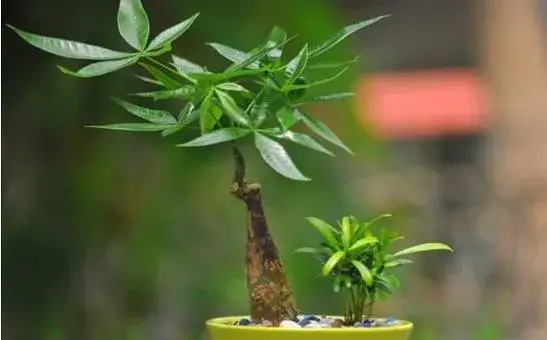 小发财树怎么养 如何盆栽养好发财树