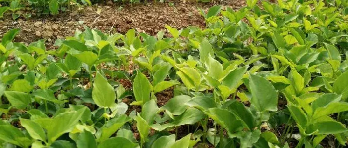 旱半夏种植技术及经验