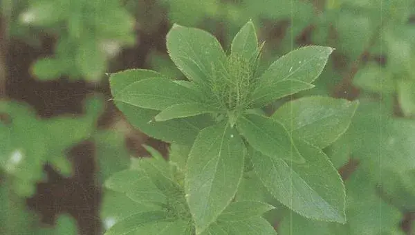 苍术种植技术及亩收益