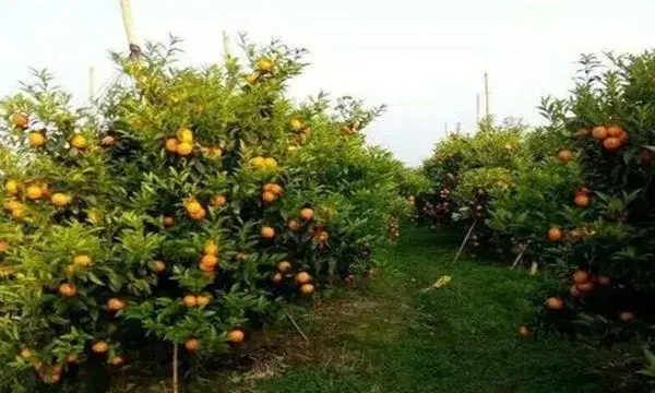 沃柑田间种植管理技术