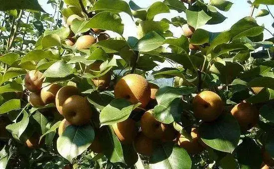 梨树夏季如何管理？这三大要点需注意！