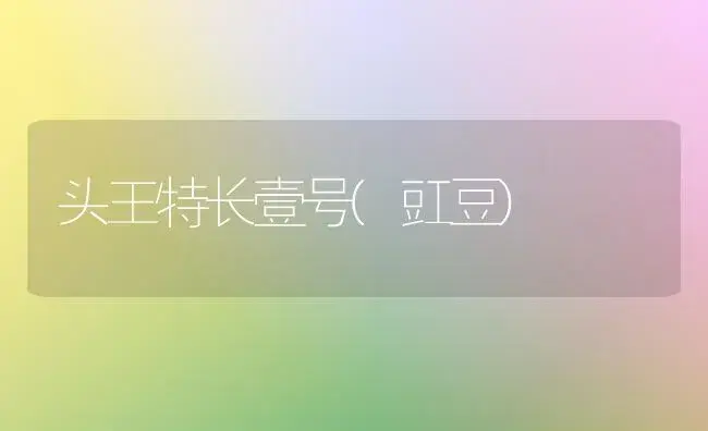 头王特长壹号(豇豆) | 植物科普