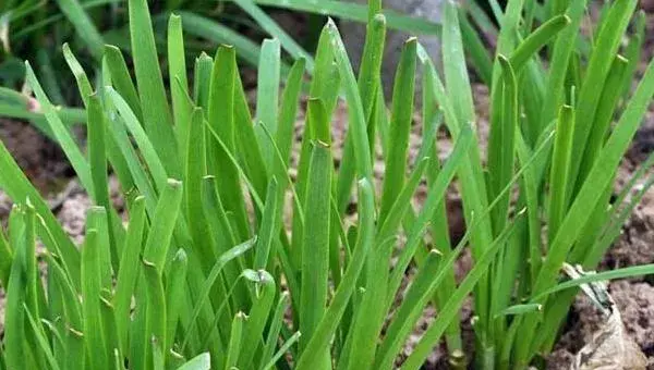 韭菜夏秋季种植注意事项