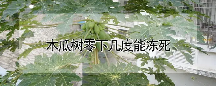 木瓜树零下几度能冻死
