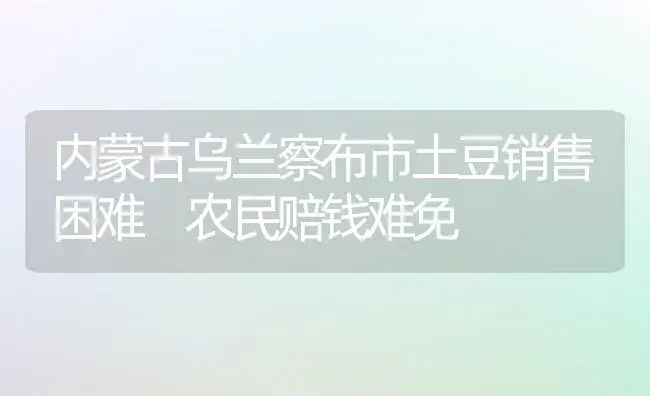 内蒙古乌兰察布市土豆销售困难 农民赔钱难免 | 植物百科