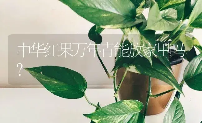 中华红果万年青能放家里吗？ | 植物问答