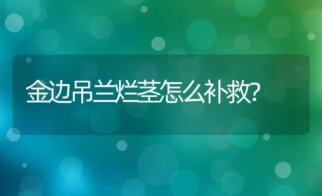 金边吊兰烂茎怎么补救？ | 植物问答