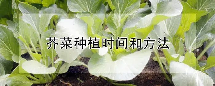 芥菜种植时间和方法