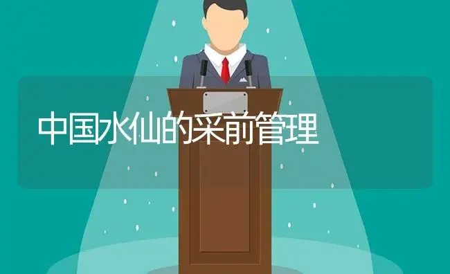 中国水仙的采前管理 | 植物科普
