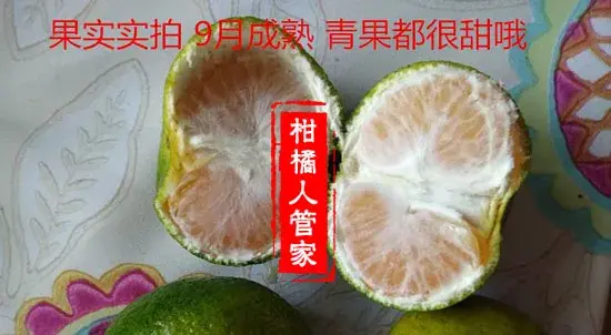 大分四号特早熟柑【大分4号蜜桔】优缺点剖析