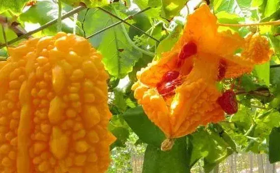 金铃子种植时间和方法，南方比北方的种植时间早