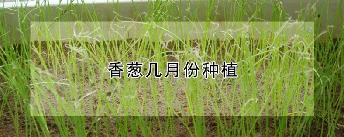 香葱几月份种植