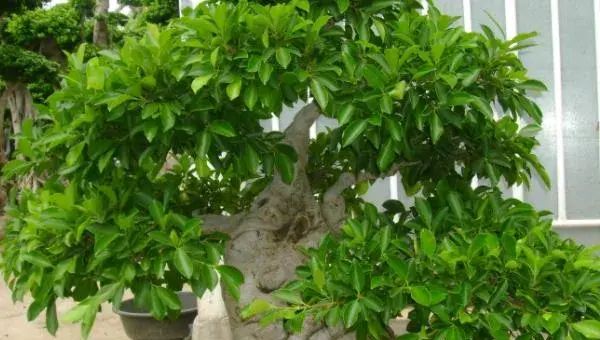 榕树盆景怎么造型好看 榕树盆景怎么修剪枝叶