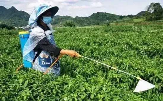 工业辣椒如何种植及管理