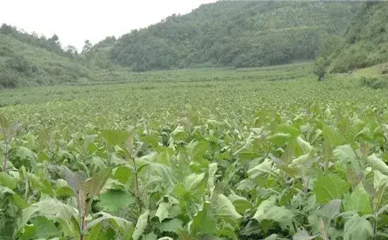 雪莲果的种植技巧详解