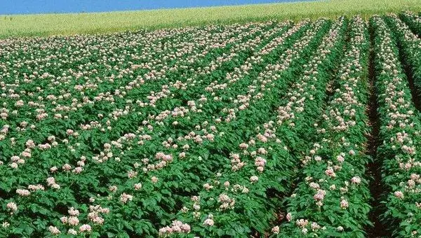 2018种马铃薯赚钱吗？马铃薯种植的利润与投资成本及前景预测