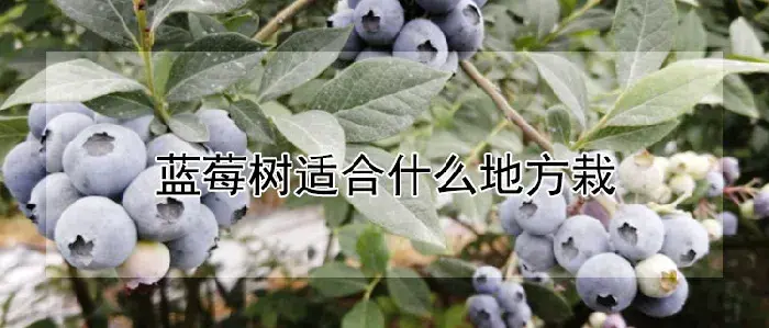 蓝莓树适合什么地方栽