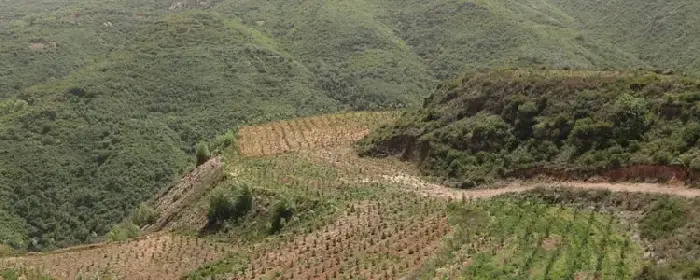 山上适合种植什么？这5种植物经济效益高