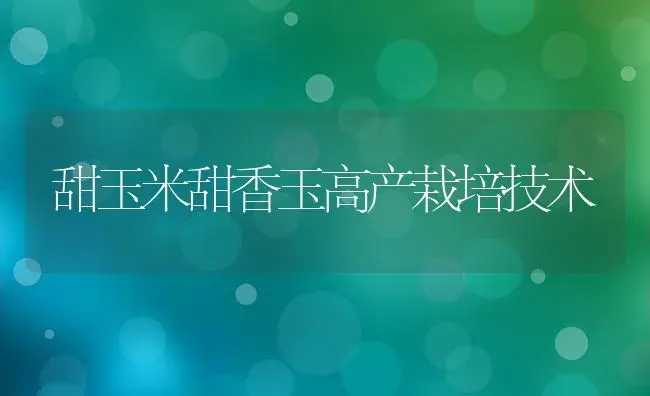 甜玉米甜香玉高产栽培技术 | 植物科普