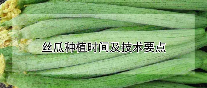 丝瓜种植时间及技术要点