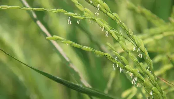 水稻种植时间，早中晚稻有区别