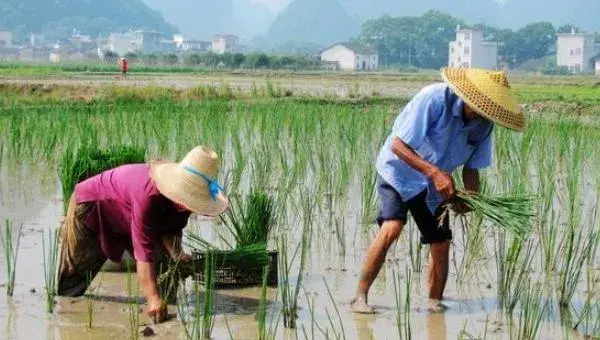 荸荠科学种植方法