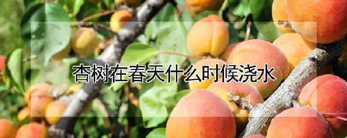 杏树在春天什么时候浇水