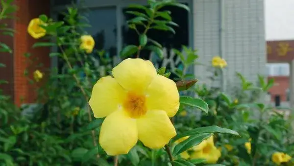 黄蝉花怎么养 黄蝉花养殖方法与注意事项