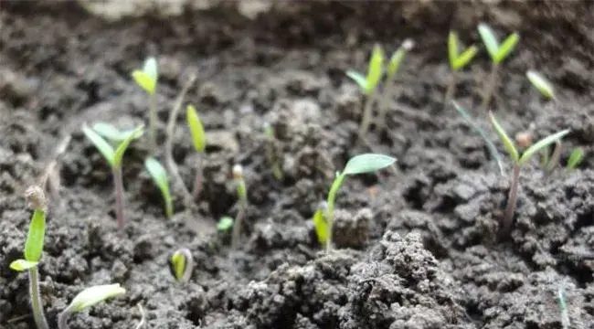 圣女果种子种植方法