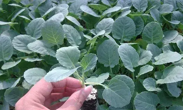 西兰花种植管理技巧