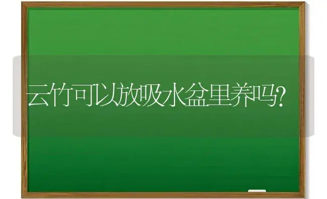 云竹可以放吸水盆里养吗？ | 植物问答