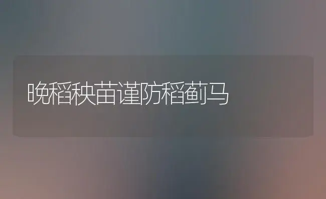 晚稻秧苗谨防稻蓟马 | 植物科普