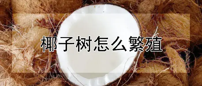 椰子树怎么繁殖