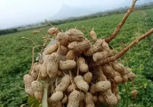 花生一亩地种多少斤种子（花生一亩地几斤种子）