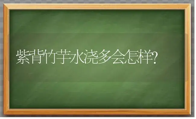 紫背竹芋水浇多会怎样？ | 植物问答