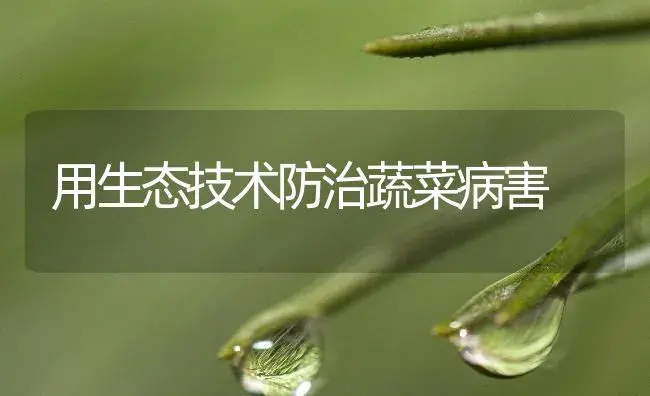 春栽紫甘蓝苗期管理 | 植物百科