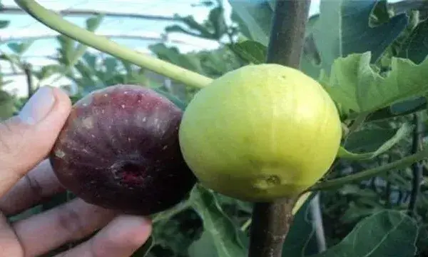 无花果落果严重怎么办