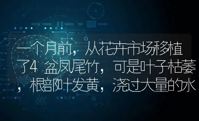 一个月前，从花卉市场移植了4盆凤尾竹，可是叶子枯萎，根部叶发黄，浇过大量的水，叶子一碰就掉？ | 植物问答