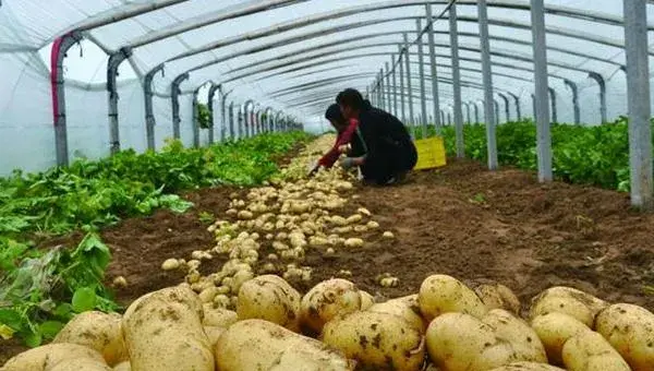 冬季大棚三膜土豆种植技术，产量高上市早效益好