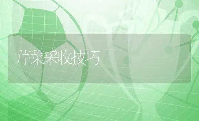 芹菜采收技巧 | 植物知识