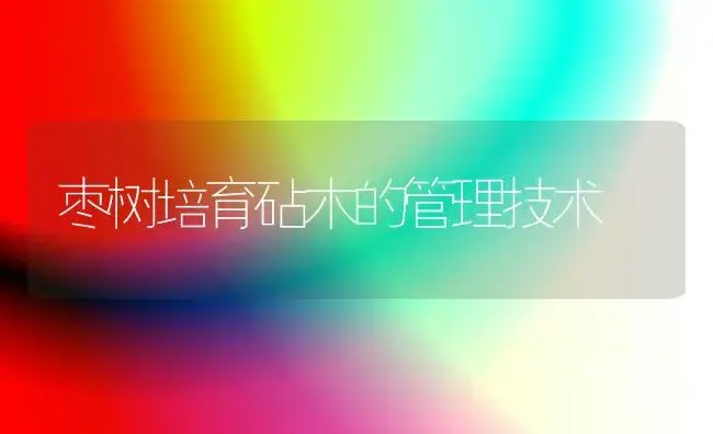 枣树培育砧木的管理技术 | 植物科普