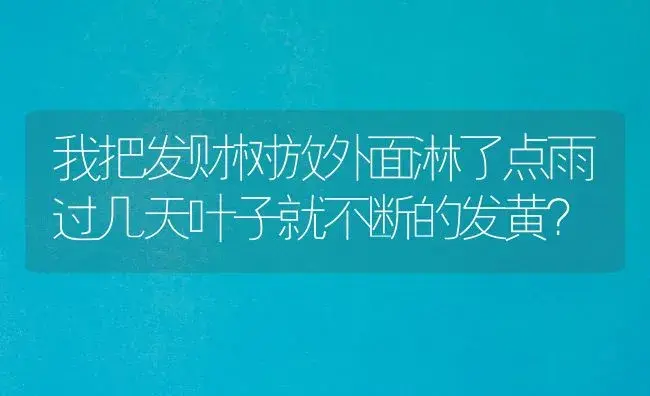 我把发财树放外面淋了点雨过几天叶子就不断的发黄？ | 植物问答