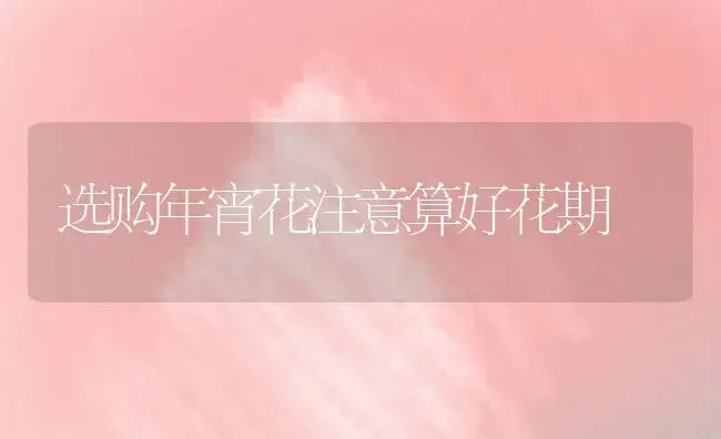 选购年宵花注意算好花期 | 植物知识