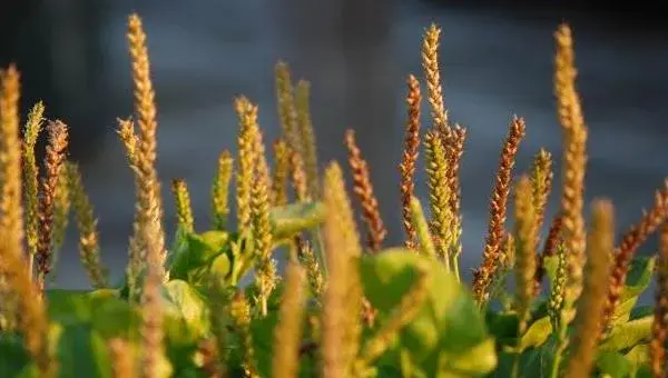 车前草怎么种 车前草种植技术与注意事项